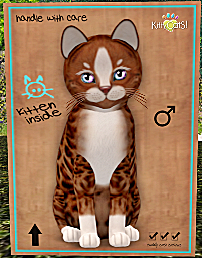 KittyCatS Box - Genesis - Ginger II