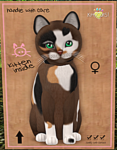 KittyCatS Box - New Born Kitten