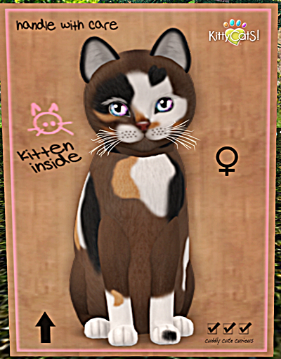 KittyCatS Box - New Born Kitten