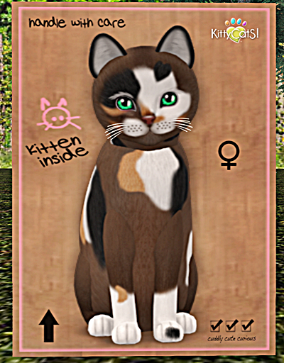 KittyCatS Box - New Born Kitten