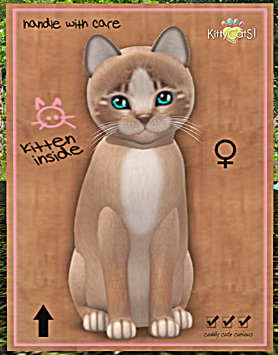KittyCatS Box - New Born Kitten