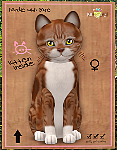 KittyCatS Box - New Born Kitten