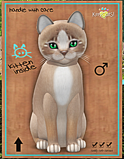 KittyCatS Box - New Born Kitten