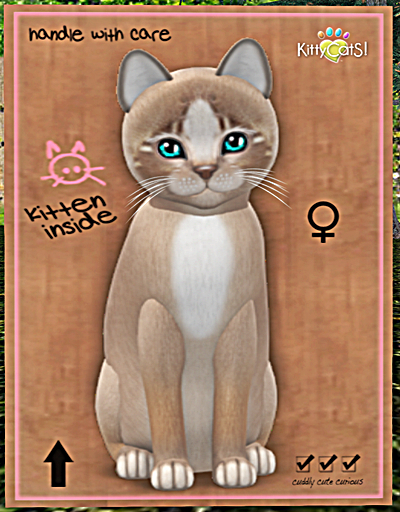 KittyCatS Box - New Born Kitten