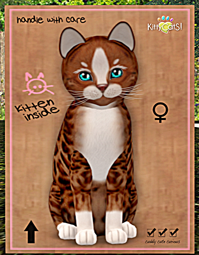 KittyCatS Box - Genesis - Ginger II
