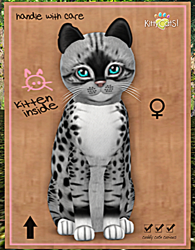 KittyCatS Box - New Born Kitten