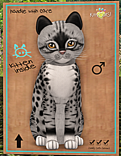 KittyCatS Box - New Born Kitten