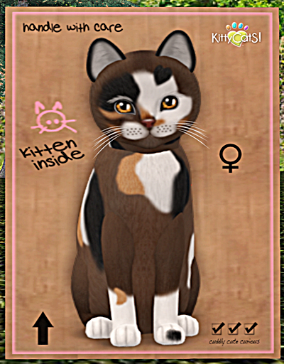 KittyCatS Box - New Born Kitten