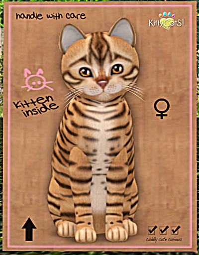 KittyCatS Box - Toyger - Tan