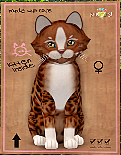 KittyCatS Box - New Born Kitten