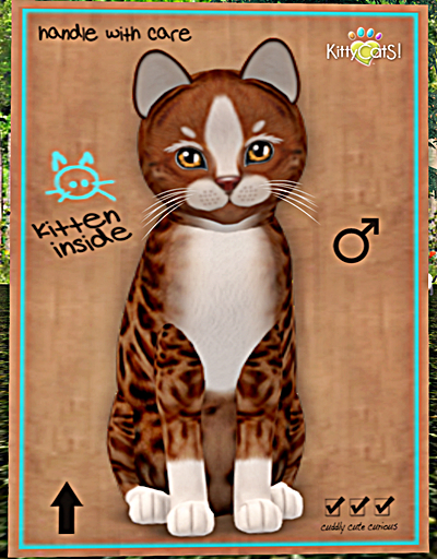KittyCatS Box - Genesis - Ginger II