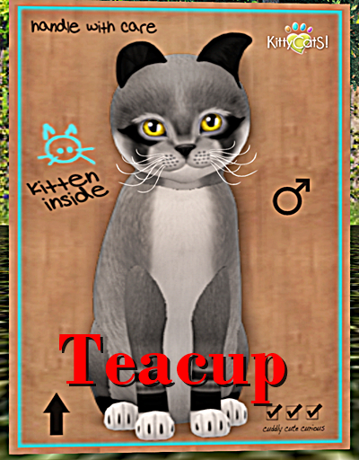 KittyCatS Box - Foxie - Argyle Teacup