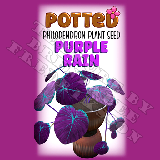 Potted: Philodendron Plant Seed: Purple Rain (ACTUAL PLANT SEED)