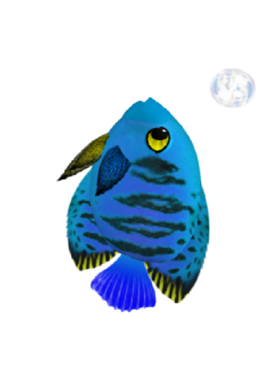 (7S) Uncommon Fish: Papa Flame Angel Blue