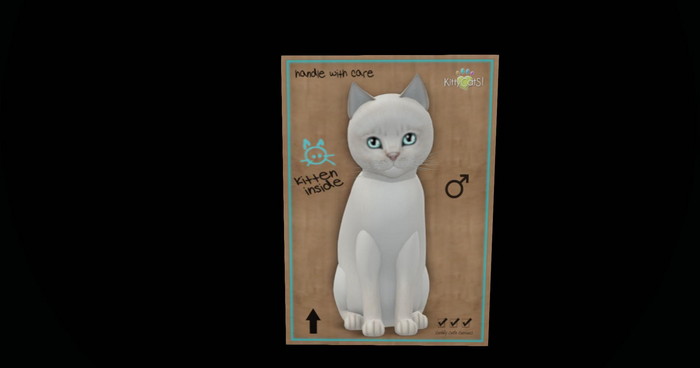 KittyCatS Box - New Born Kitten 3 4~Abyssinian - Creme