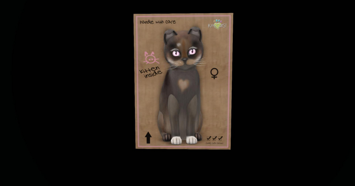 KittyCatS Box - New Born Kitten 8~ Genesis - Coco IV