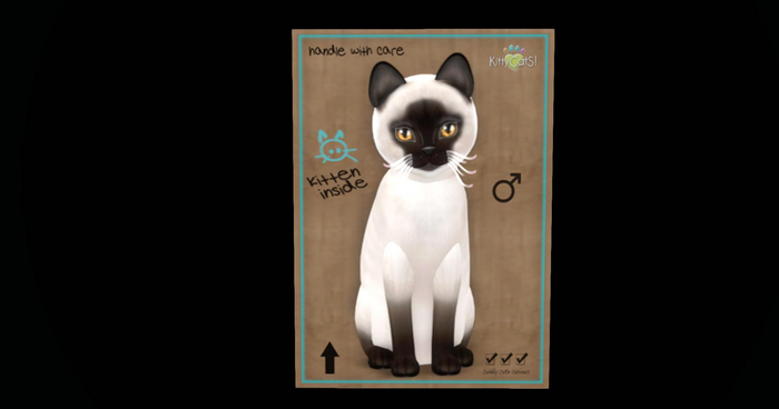KittyCatS Box - New Born Kitten~Siamese - Seal~Twinkle