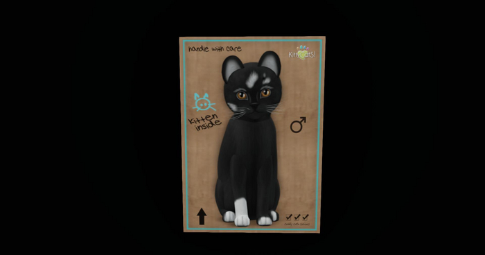 KittyCatS Box - New Born Kitten 2~Genesis - Domino III