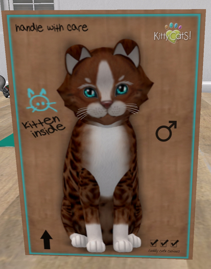 KittyCatS Box - New Born Kitten