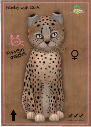 KittyCatS Box - Cheetah! - Au Natural