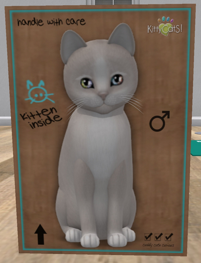 KittyCatS Box - New Born Kitten