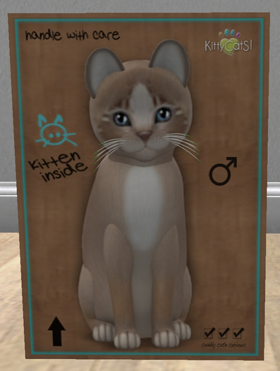 KittyCatS Box - New Born Kitten