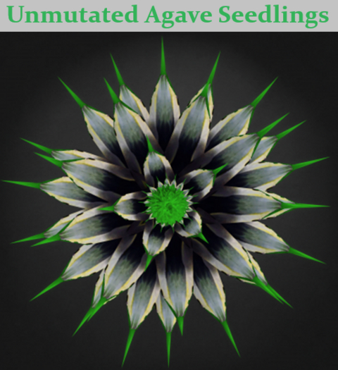 Random Papillon Agave Seedling Non-Mutated