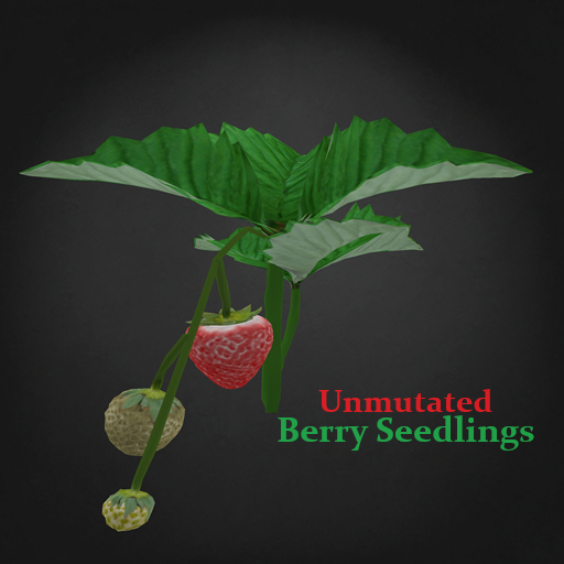 Random Papillon Strawberry Seedling Non-Mutated
