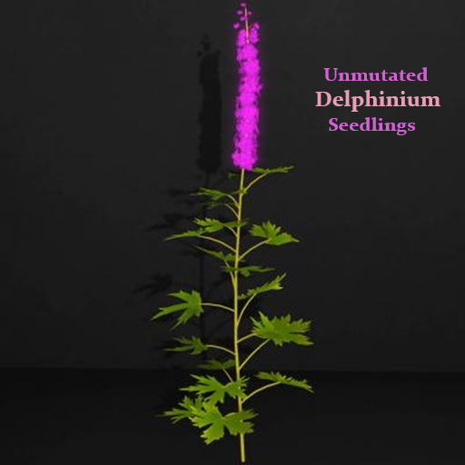 Random Papillon Delphinium Seedling Non-Mutated