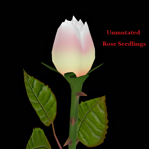 Random Papillon Rose Seedling Non-Mutated