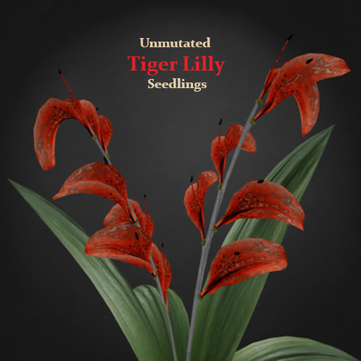 Random Papillon Tiger Lily Seedling Non-Mutated
