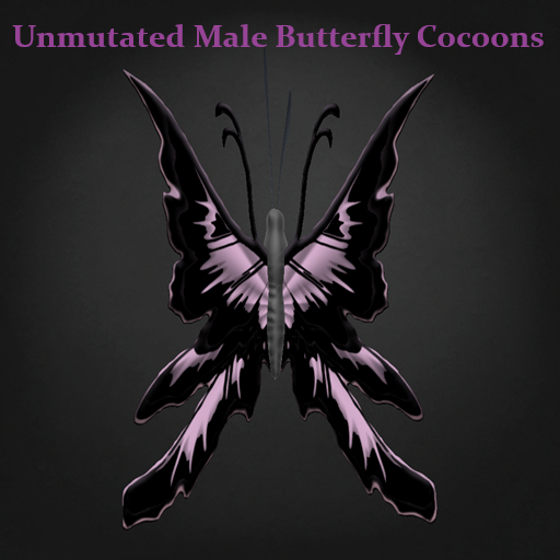 Random Papillon Butterfly Cocoon Male Non-Mutated