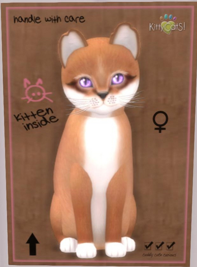 KittyCatS Box - auburn foxie female New Born Kitten plum