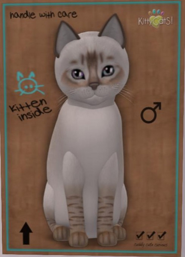 KittyCatS Box - balinese chocolate lynx male New Born Kitten