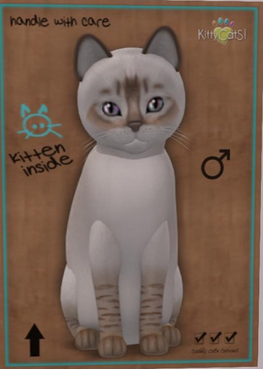 KittyCatS Box - balinese chocolate lynx male New Born Kitten