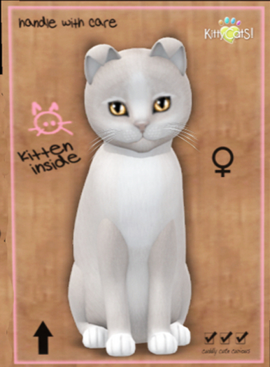 KittyCatS Box - New Born Kitten Pearl ll - Rare Bronze