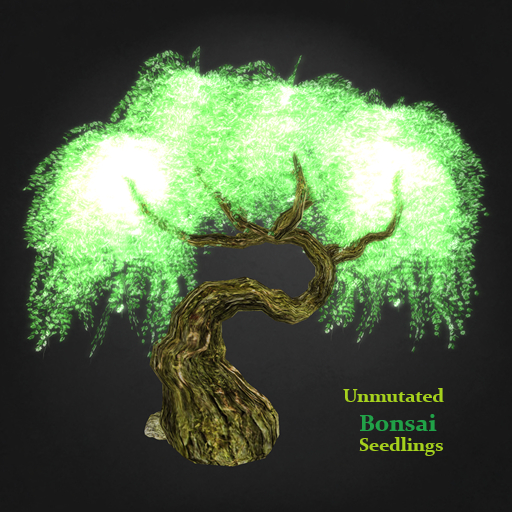 Random Papillon Bonsai Non-Mutated