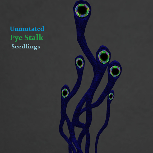 Random Papillon Eye Stalk Seedling Non-Mutated
