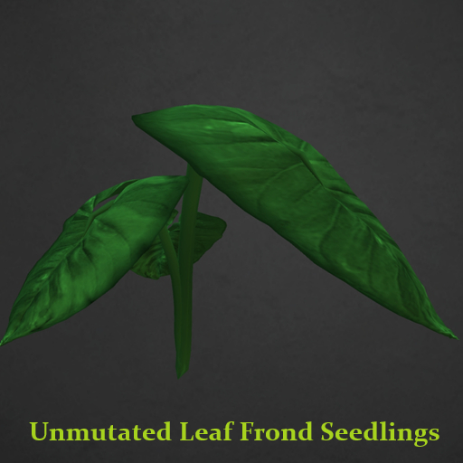 Random Papillon Leaf Frond Seedling Non-Mutated