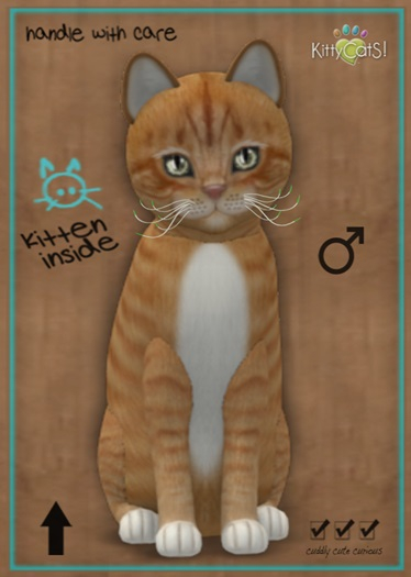 MEGAPUSS: KittyCatS Box - European Shorthair - Ginger Snap - MegaPuss