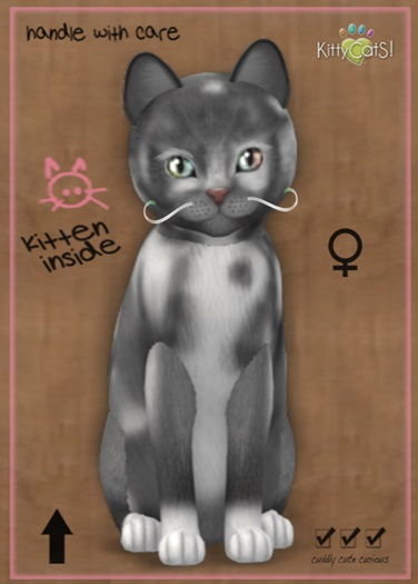 MEGAPUSS: KittyCatS Box - European Shorthair - Grey & White No. 1 - MegaPuss