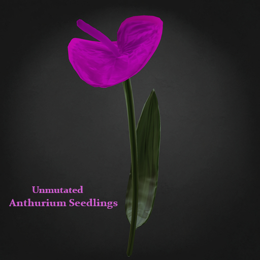 Random Papillon Anthurium Seedlings Non-Mutated