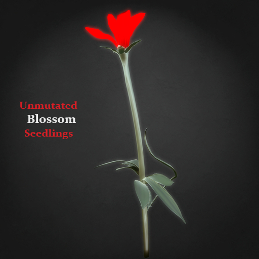 Random Papillon Blossom Seedlings Non-Mutated