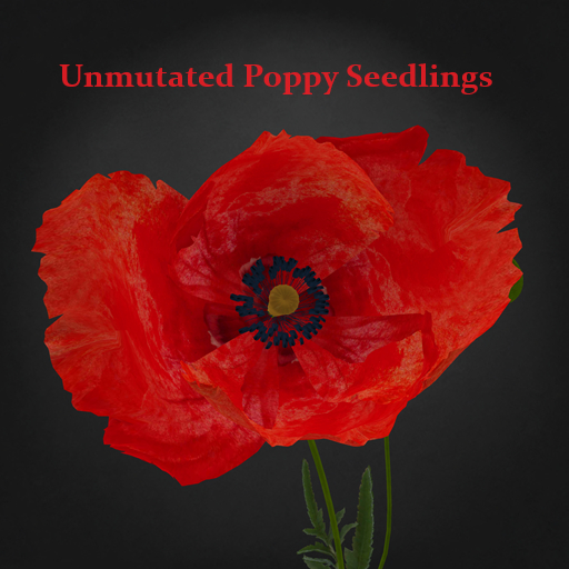 Random Papillon Poppy Seedlings Non-Mutated