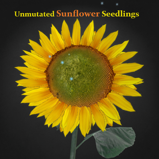 Random Papillon Sunflower Seedlings Non-Mutated