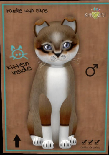 KittyCatS Box - foxie chestnut male New Born Kitten