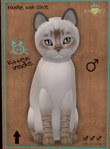 KittyCatS Box - balinese chocolate lynx male New Born Kitten