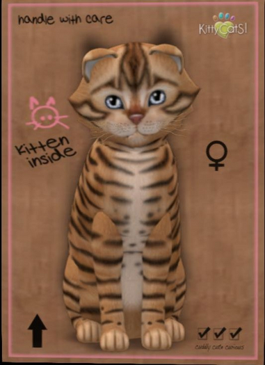 KittyCatS Box - tan toyger female New Born Kitten