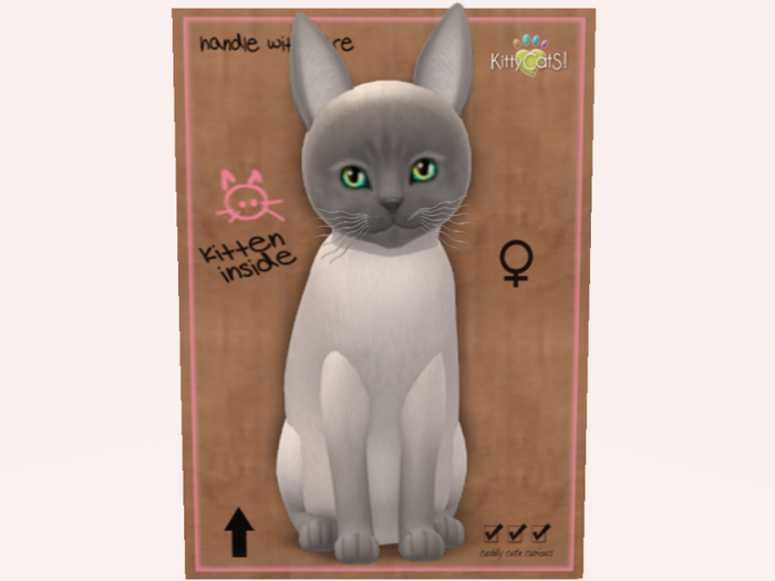 2024 Cabbit, Tonkinese - Blue Point F Norm