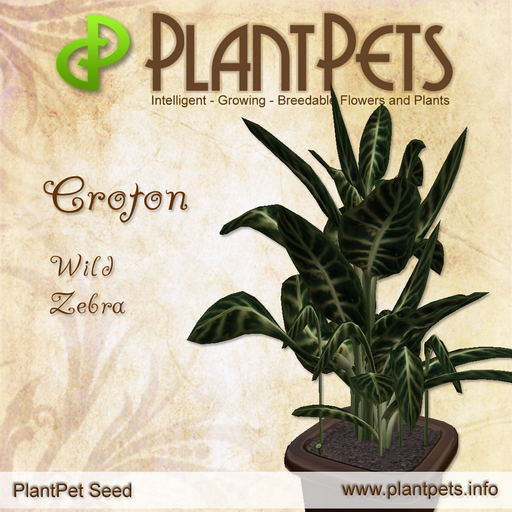 PlantPet Seed [Croton *Wild Zebra*]